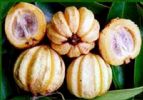  Garcinia Cambogia P.E.